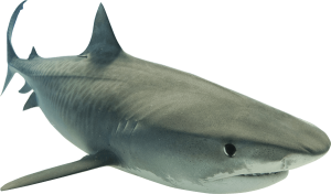 Shark PNG-18833